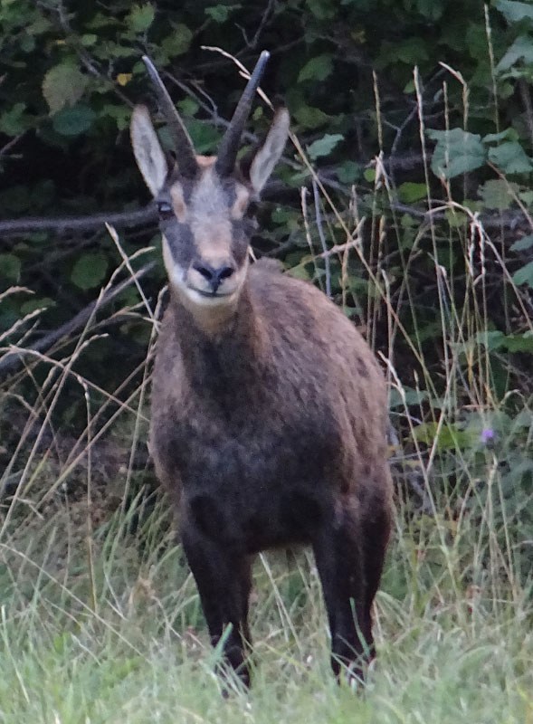 Rupicapra rupicapra.....dal Trentino Alto Adige